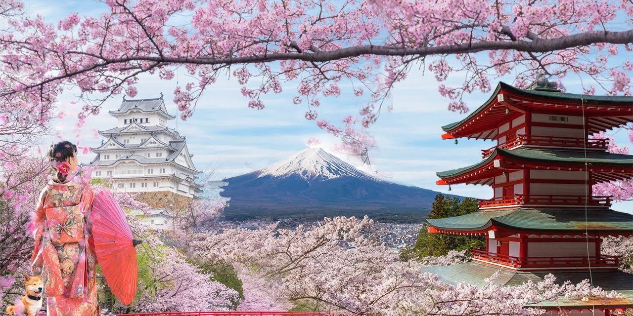 hoa anh đào nhật bản