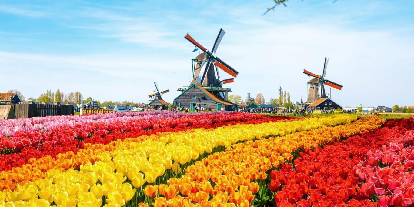 dich_thuat_tieng_ha_lan